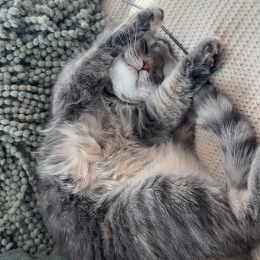 a cute kitty sleeping